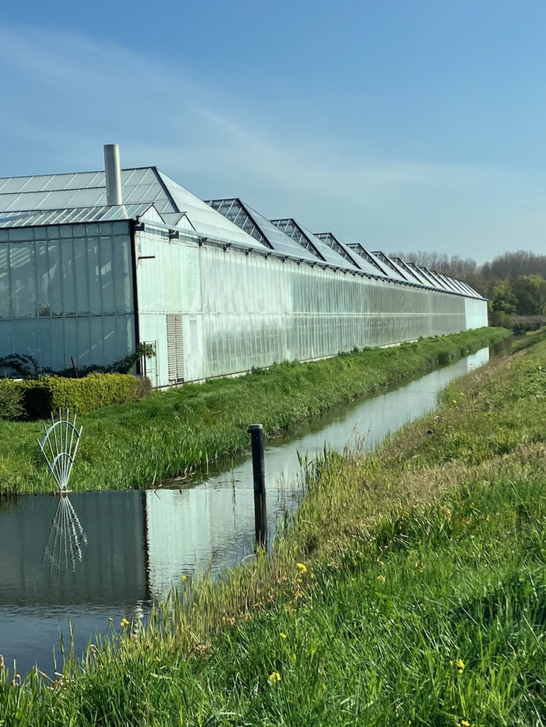 Overstort bij paprika kas
