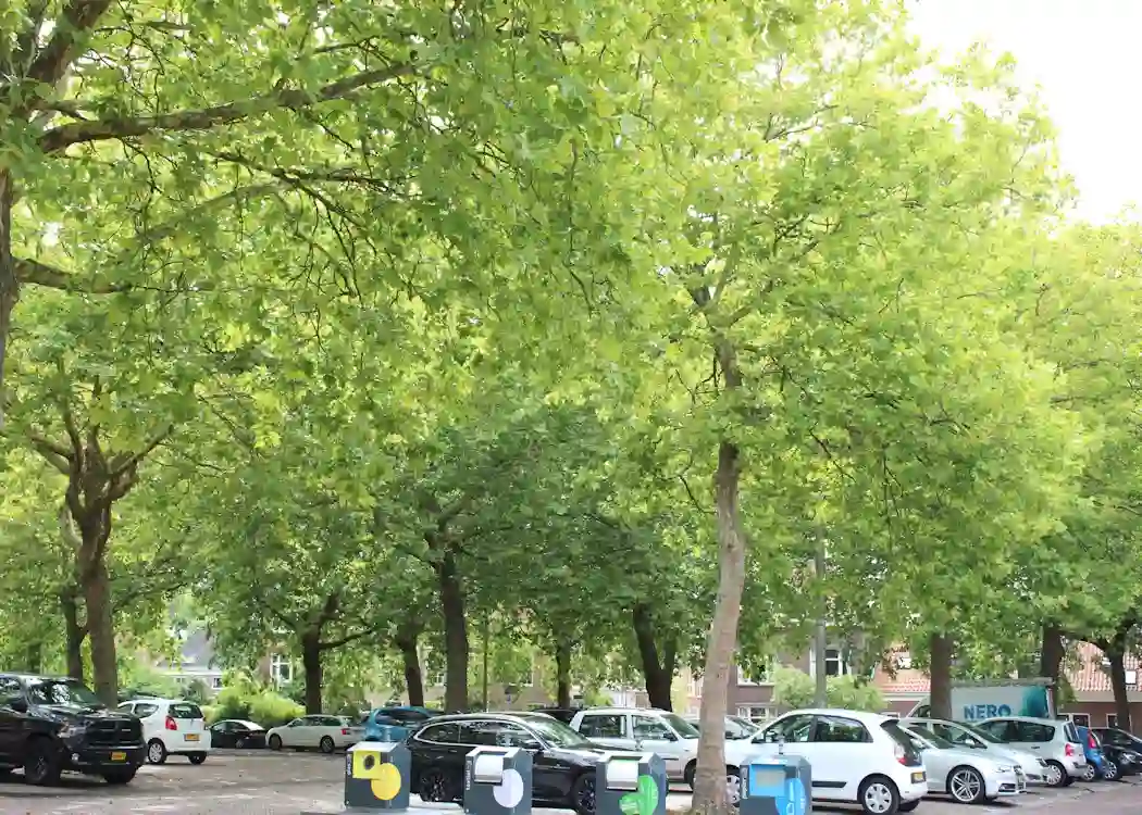 Hoeveel koelt een boom in de stad?