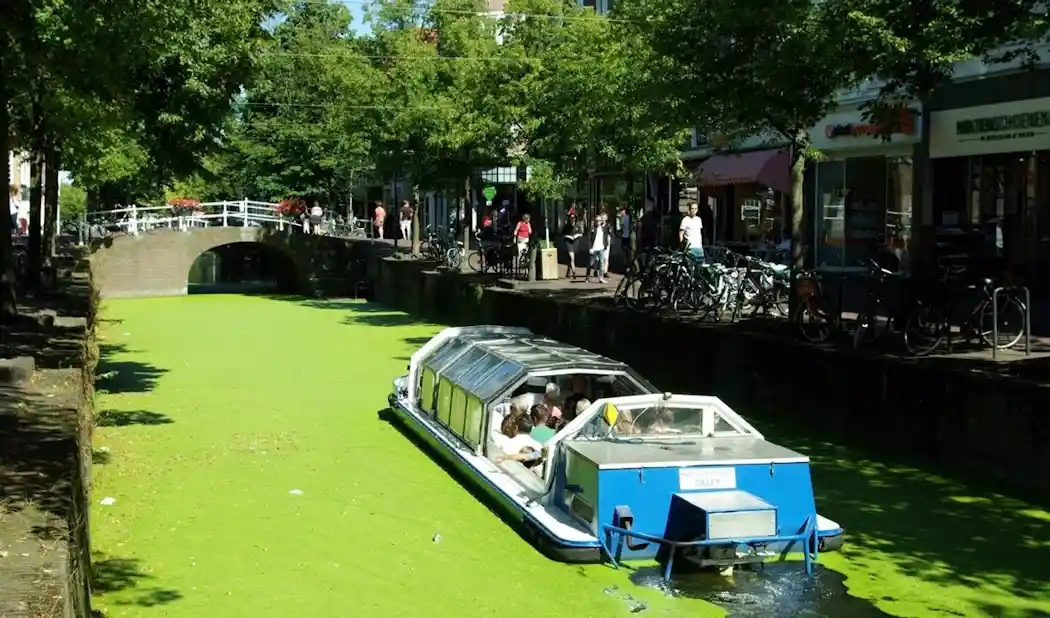 Geerweg / Kantoorgracht – duck weed